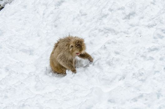 Japanese Snow monkey Macaque in hot spring Onsen Jigokudan Park, Nakano, Japan