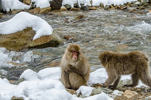 Japanese Snow monkey Macaque in hot spring Onsen Jigokudan Park, Nakano, Japan