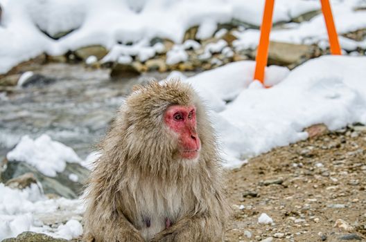 Japanese Snow monkey Macaque in hot spring Onsen Jigokudan Park, Nakano, Japan