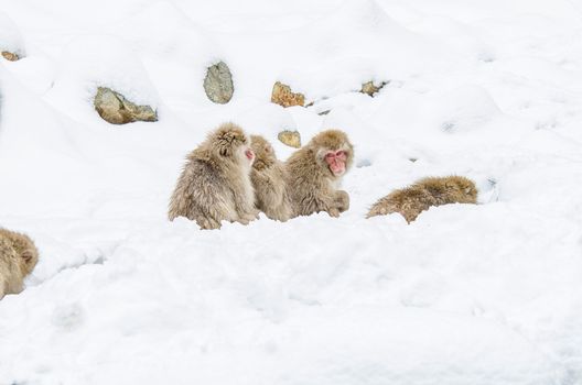 Japanese Snow monkey Macaque in hot spring Onsen Jigokudan Park, Nakano, Japan