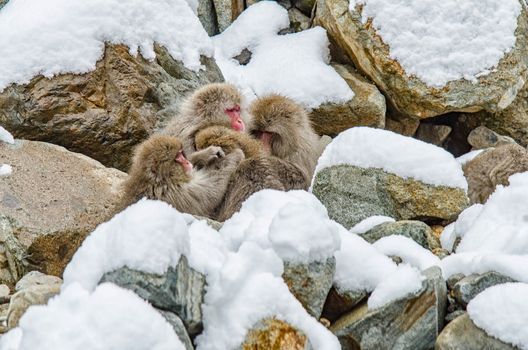 Japanese Snow monkey Macaque in hot spring Onsen Jigokudan Park, Nakano, Japan