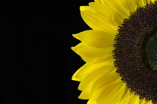 Closeup of a Yellow Sunflower Isolated on a Black Background