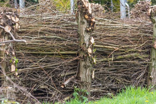 Homemade Nature Fence from Material wicker 
