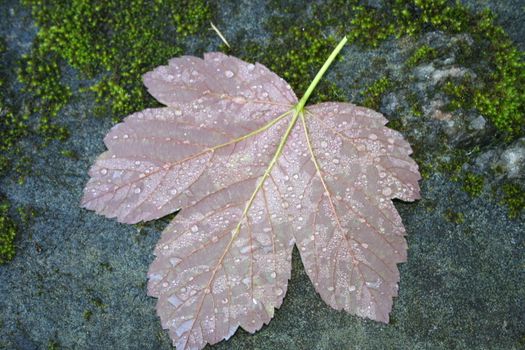 leaf with waterdrops