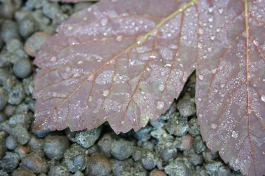 leaf with waterdrops