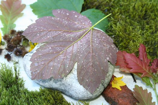 leaf with waterdrops