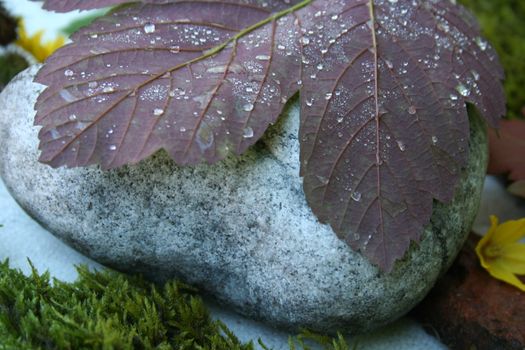 leaf with waterdrops