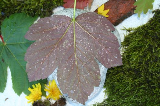 leaf with waterdrops