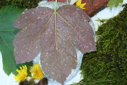 leaf with waterdrops