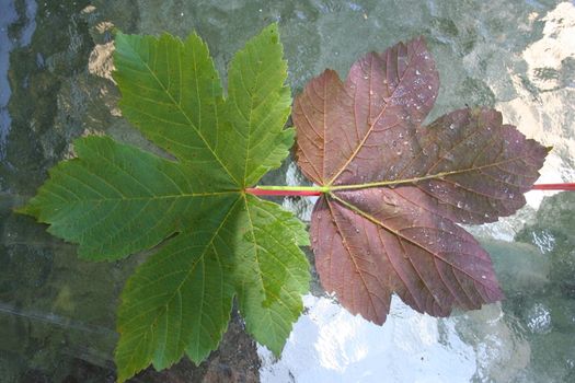 leaf with waterdrops