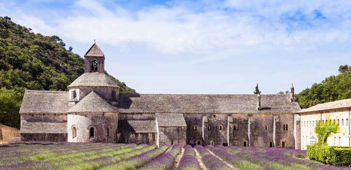 France, Provence Region, Senanque Abbey. Lavander field in summer season.