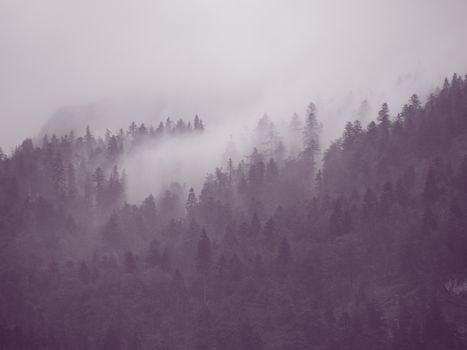 Moody Forest Vapor in Austrian Mountains after Cool Rainfall