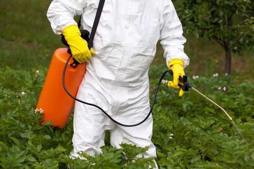 Man spraying toxic pesticides or insecticides in vegetable garden