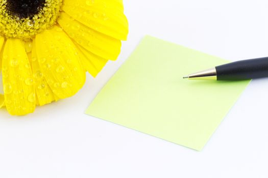 Fresh sunflower blossom with dew drops in corner with blank green note paper and pen 