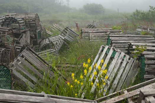 Scenic wooden lobster traps with blooming flowers on misty morning in coastal town of St. Mary's in Canadian province of Newfoundland and Labrador.  Location is fishing village on Avalon Peninsula near Cape St. Mary's Ecological Reserve. 