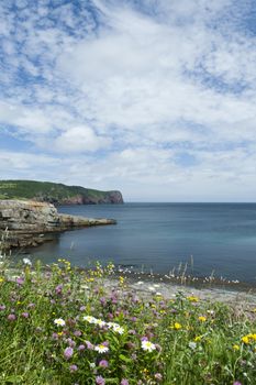 Wildflowers in foreground of coastal view of St. John's peninsula in Canadian province of Newfoundland and Labrador. Location is eastern tip of Avalon Peninsula. 