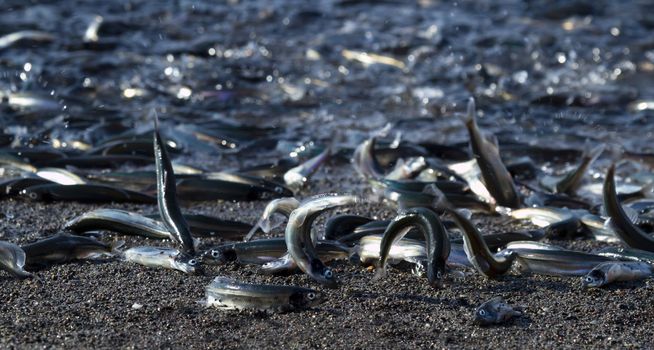 Capelin, a small smelt fish, surge ashore to spawn at Chance Cove in Newfoundland and Labrador in a seasonal natural event for Canada.  Spectacle draws and feeds whales, birds, and local families.  