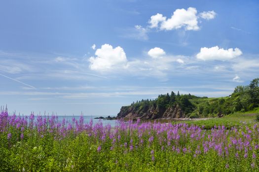 Flower, rock, and sea coastline of New Brunswick province in Canada on a sunny summer day.