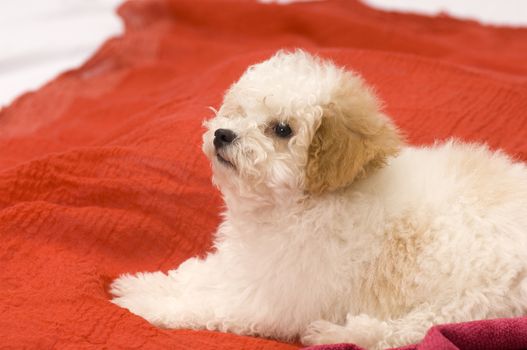 A cute puppy lying on a soft red blanket