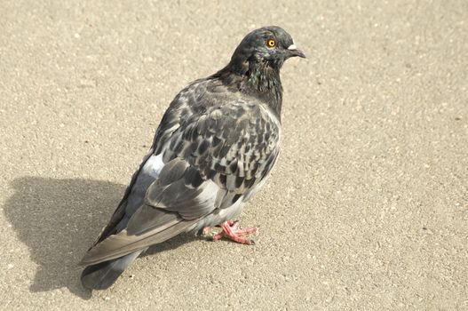 Pigeon looking for food