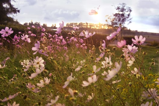 Pink wildflowers at sunset