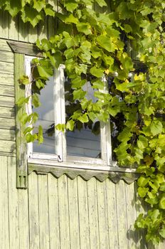 Vine covered cottage