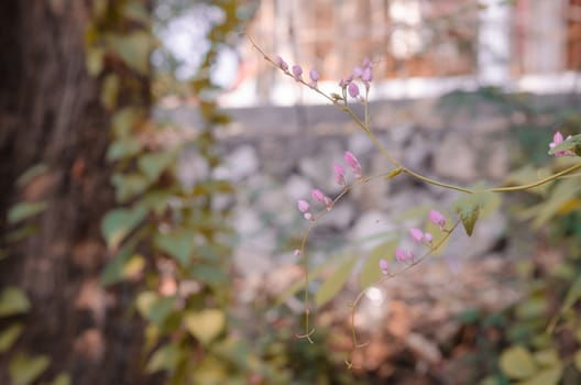 Soft white spring blossoms against a pink blossom background.