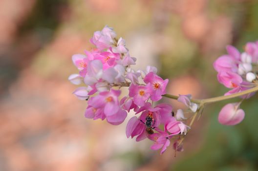 Soft white spring blossoms against a pink blossom background.