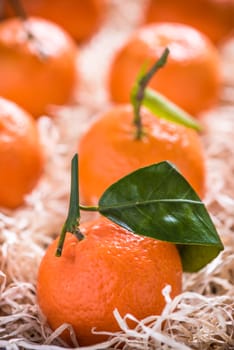 Fresh tangerines in tranportation crate, plantation industry or market