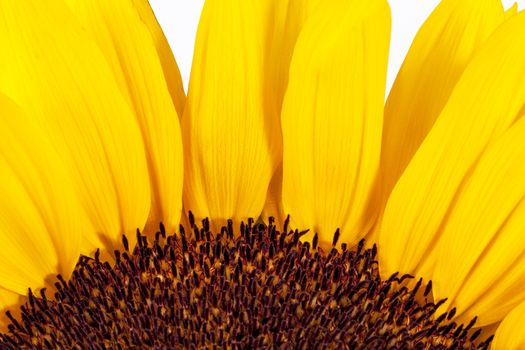 Blooming sunflower on white  background, close up