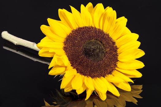 Single head of blooming sunflower isolated on black background