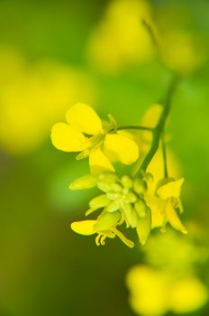 Yellow flowers on a blured green and yellow background