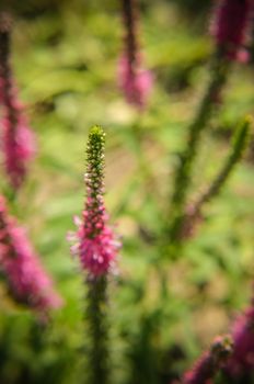 Common heather calluna vulgaris . Small honey forest plant and ornamental garden plant.