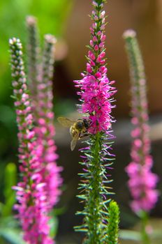 Common heather calluna vulgaris . Small honey forest plant and ornamental garden plant.