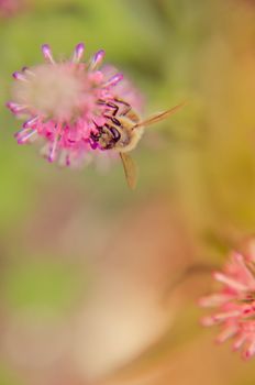 Common heather calluna vulgaris . Small honey forest plant and ornamental garden plant.