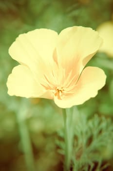 Eschscholzia against green grass background. Eschscholzia Californica, California poppy