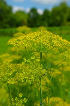 Close up of blooming dill flowers in kitchen garden photo