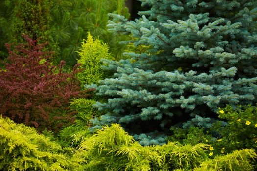 green prickly branches of a fur-tree or pine.