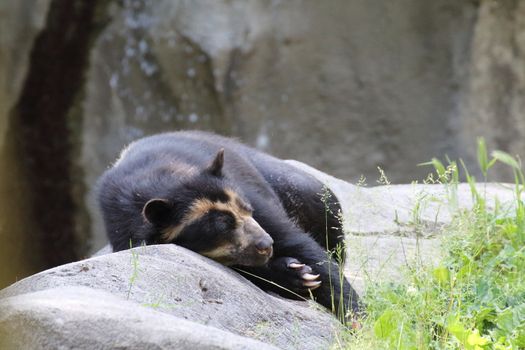 spectacled bear resting on the rocks close to his lair