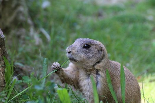 prairie dog eating grass and remains alert