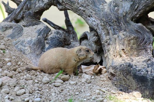 prairie dog eating grass and remains alert