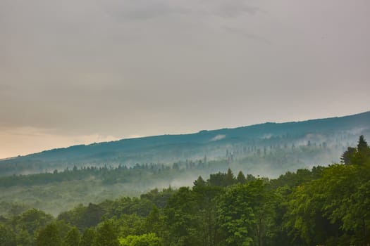 Forested mountain slope in low lying cloud with the evergreen conifers shrouded in mist in a scenic landscape view