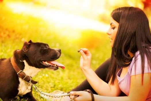 Cute stafford terrier getting a treat by his girl owner in the park.