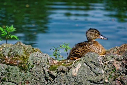 cute duckling resting by the river