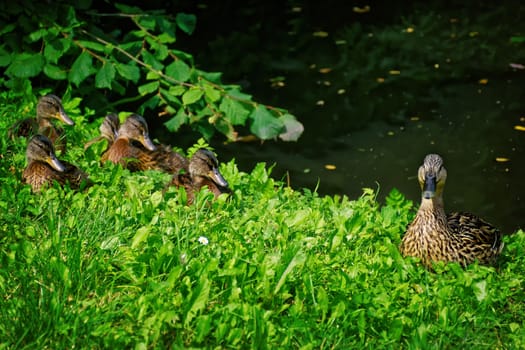 wild mother duck wit her family by the pond