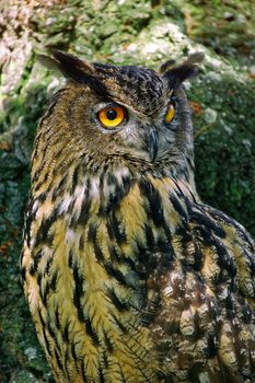 great eagle owl watching the forest