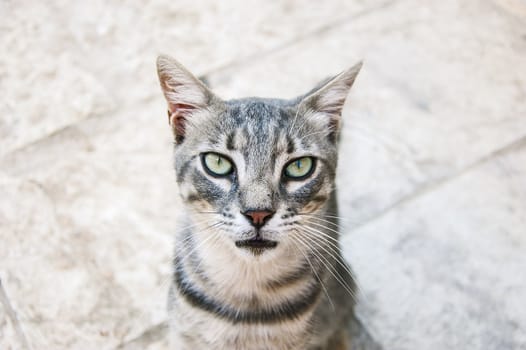 beautiful cat portrait