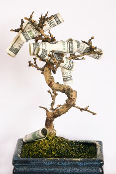 us dollars growing on a tree
