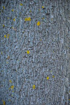 Bark of Pine Tree in the Ukrainian Forest