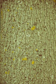 Bark of Pine Tree in the Ukrainian Forest